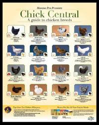 Pin On Chicks