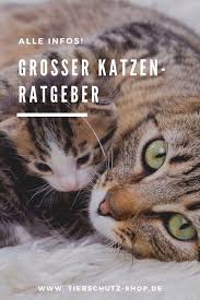 Hier Erfahrst Du Alles Was Du Uber Katzen Wissen Musst Unser Grosser Katzen Ratgeber Hilft Dir Bei Der Auswahl Der Fur Dich Geeigneten Katzen Tiere Haustiere