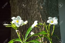 Scegli tra immagini premium su fiori bianchi della . Immagini Stock Bella Fiori Bianchi E Nome Fresco Plumeria Pudica Endurance E Eccellente Tutto L Anno Fiore Allevamento E Cosi Facile La Zona E Molto Bellissimi Fiori Image 33036292