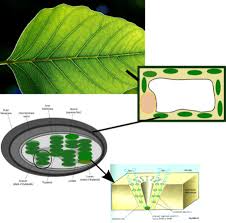 In fact, natural green 3 is a green dye made from. Biology Answering The Big Questions Of Life Photosynthesis Wikibooks Open Books For An Open World