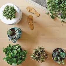 Check spelling or type a new query. 6 Easy Indoor Vine Plants The Home Depot