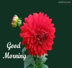 50 Hd Good Morning Flowers Pictures With Messages Good Morning Wishes Images With Flowers And Rose Flower Pictures Flower Images Flower Images Wallpapers