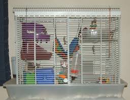 Start date dec 11, 2010. Keeping And Caring For Pet Rats