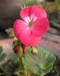 Rooftop garden in January, North India Photo journal