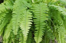 Image result for Nephrolepis