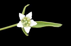 Image result for Thesium multiramulosum