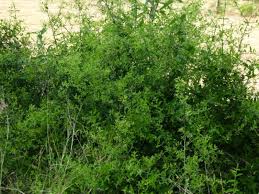 Image result for Salvadoraceae