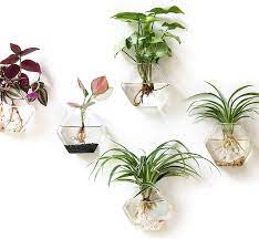 Geometric decor is still hotter than ever! Buy Kingbuy 3 Pack Wall Hanging Plant Terrarium Hexagon Shape Home Decor Wall Decorations Planter Hung Water Planting Glass Vase L Online At Low Prices In India Amazon In