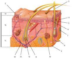 Integumentary Skin Practice Quiz Proprofs Quiz