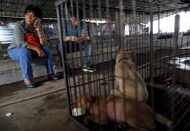 Cinli Kadin Yulin Kopek Yeme Festivalinden 100 Kopegi 1100 Dolar Harcayarak Kurtardi The Geyik