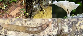 Image result for Pycnobotrya