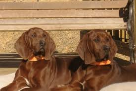 Black And Tan Coonhound Redbone Coonhound Lab Mix Pin On Puppies