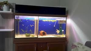 100x40x50 Mobilyali Ozel Yapim Akvaryum Sook Kampanya Satilik Hayvan