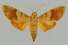 Image result for Kotschya ochreata