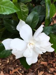 We did not find results for: Gardenia Jasminoides Cape Jasmine Cape Jasmine Gardenia Cape Jessamine Gardenia North Carolina Extension Gardener Plant Toolbox