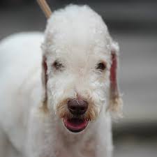 See more ideas about bedlington terrier puppy, bedlington, terrier puppy. Bedlington Terrier Pdsa