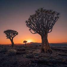 sossusvlei 死亡谷與箭袋樹森林 travel photography celestial sunset