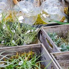 Check spelling or type a new query. Air Plants Mahoney S Garden Center