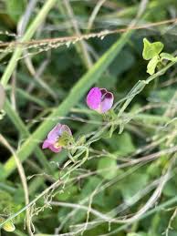 Image result for Dolichos trilobus