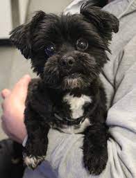 Usually known as the most difficult or most challenging part of adopting a pet, the adoption process is actually pretty easy once you get to know what to expect. Shih Tzu Rescue Of Georgia Home Facebook