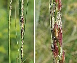 Image result for Sporobolus consimilis