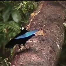 Bird Of Paradise Mating Dance Bird Of Paradise Mating Dance Funny Birds Birds Beautiful Birds