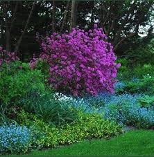 Rhododendron 39 Olga Mezitt 39 With Old Fashioned Forget Me Nots Seeding Around Woodland Garden Flower Garden Hosta Gardens