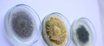 It won't detox your body from the mold exposure overnight but overtime your body will be detoxed from the mold if you continue to take the activated charcoal supplements daily. Do You Have Symptoms Of Mold Exposure Dr Drew Sinatra