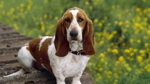 Image result for basset hound