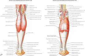 This diagram depicts knee diagram tendons. Anatomical And Functional Considerations In Achilles Tendon Lesions Foot And Ankle Clinics