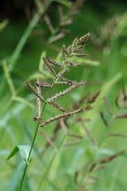 Image result for Echinochloa