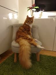 Maine coon size in comparison to normal cats. 90 Of The Cutest Maine Coon Kittens Ever Success Life Lounge