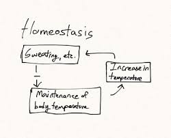 2 Feedback Mechanisms Animal Physiology Website