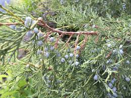 Image result for Juniperus