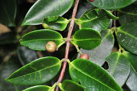 Image result for Memecylon myrianthum