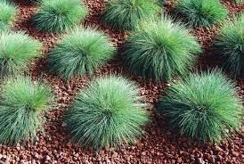 Image result for Festuca chodatiana