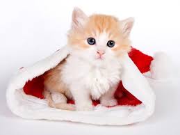 Vận mệnh người tuổi Mão năm 2019 - VietNamNet