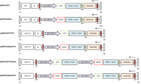 Your review informs others about the journal. Transient Protein Expression In Tobacco By 2 Plant Cell Packs Using Single And Multi Cassette Replicating Vectors Abstract Europe Pmc
