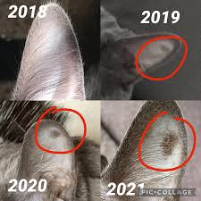 But sometimes it's not so clear. I Think My Cat Might Have Skin Cancer He Has A New Growing Mole In His Ear That Just Showed Up In The Last 3 Years He S Currently 6 Yrs Old Wondering If