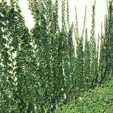 Check spelling or type a new query. Pokok Ficus Pumila Pokok Menjalar Shopee Malaysia