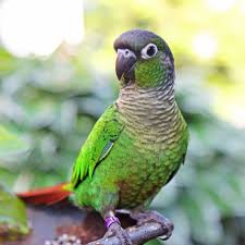 Maybe you would like to learn more about one of these? Shauna S Pet Shop Online Pet Store Ireland S No1 Pet Shop