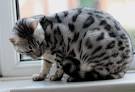 White Toyger Kitten TS4 edition – Kijiko