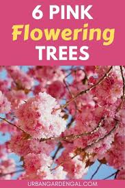 They love a full sun environment and thrive in the upper, middle, lower, and coastal south planting zones. 10 Beautiful Pink Flowering Trees Urban Garden Gal