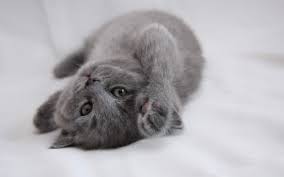 Grey Cat Wallpaper Hd Grey Cats Cats Pets Cats