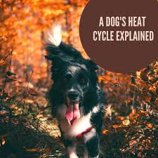 How much he will drink will depend on many things: The Dog S Heat Cycle Explained Pethelpful