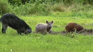 See full list on nexles.com The Scramble To Defuse The Feral Swine Bomb