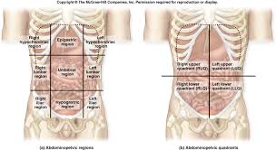 Divided into 4 quadrants by single vertical and horizontal imaginary planes; Https Avhsd Instructure Com Courses 5237 Files 1130 Download Wrap 1