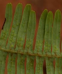 Image result for Dicranopteris linearis