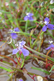 Image result for Murdannia semiteres