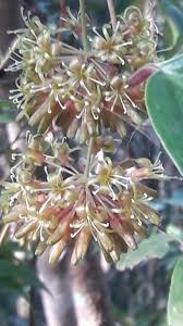 Image result for Smilacaceae